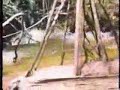 Onça caçando Pirarucu Onça caçando Pirarucu