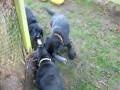 Thandi's first (all-black) litter: playtime, age 8 weeks