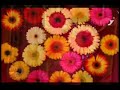 Oink.Cd tribute: Original song and video