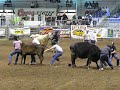 Wild cow milking in Salem Oregon Wild cow milking in Salem Oregon