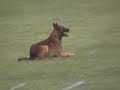 finale mérignac ring finale mérignac ring