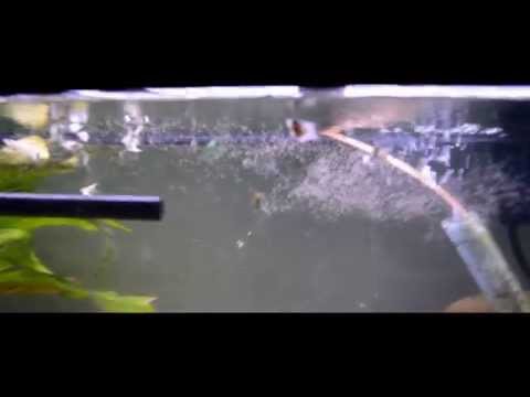 how to harvest artemia