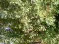 videos de MAV 0013