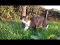 片方だけソックス履いてる柄の猫がズンズン歩く動画