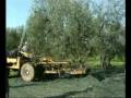 videos de ANDRIA. Protesta olivicoltori, presidio presso il municipio