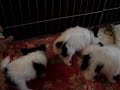 Real Puppies Don\