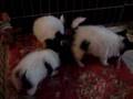 Real Puppies Don't Eat Kibble!