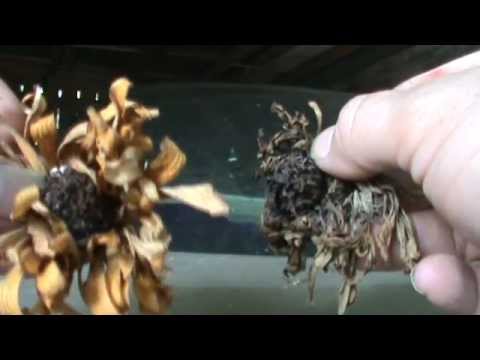 how to collect zinnia flower seeds