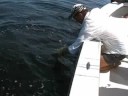 Tarpon fishing Boca Grande Charlotte Harbor