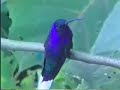 costa rica hummingbirds 2 costa rica hummingbirds 2