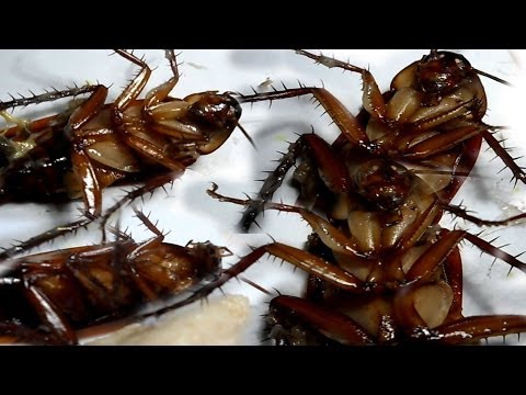 how to get rid roaches in car