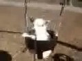 kelseys dog swinging