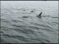 videos de Orcas in Discovery Passage