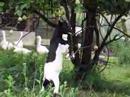 les-poules-et-les-fermieres.html
