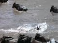 opportunistic lioness