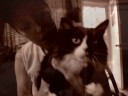 EL GATO