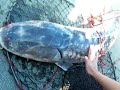 HUGE FISH! HUGE FISH!