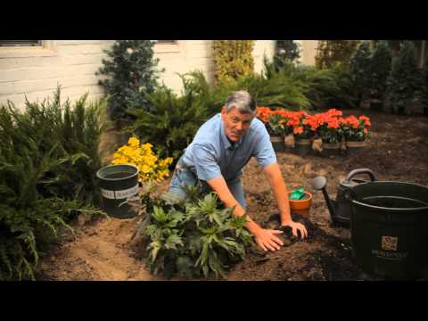 how to replant a hibiscus plant