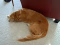 Sadie wake up!