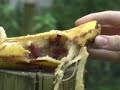 bangers coke and mentos
