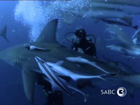Top Billing goes diving with sharks 