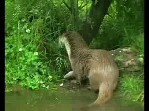 See video