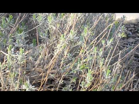 how to trim lavender