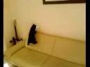Funny Cat