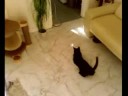 Funny Cat