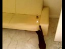 Funny Cat