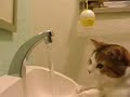 たわしねこ