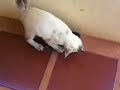 La Gran Pelea