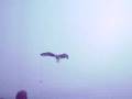videos de Feeding Seagulls