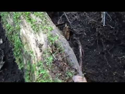 how to harvest american ginseng