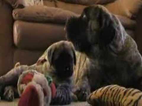 mastiff