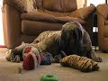 Funny Mastiff puppy with her mommy