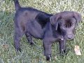 Puppies For Adoption Elbee & Elmo