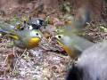 videos de Red Billed Leotrix and other birds in 'attack' mode !