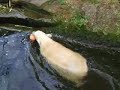 Water Fun with Knut!