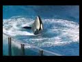 Tricks (Behaviors) of Tilikum at SWF Tricks (Behaviors) of Tilikum at SWF