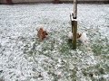 Roxy and Milo play in the snow