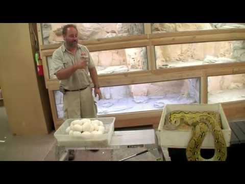 YouTube reptile video