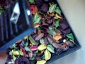 nokia 7900 prism review