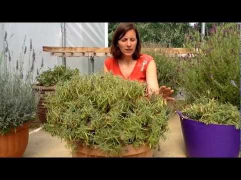 how to harvest french lavender