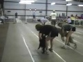 Cricket &amp; Binkie Flyball