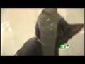 Cat Overpopulation Problem Growing