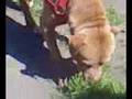 videos de PITBULL VS FALABELLA (COME PASTO)
