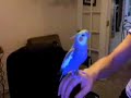 Beatboxende vogel