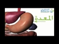اجزاء الجهاز الهضمي The digestive system 