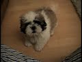gizmo dinosaurio gizmo dinosaurio
